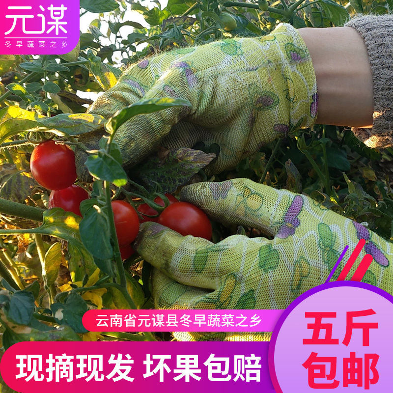 云南新鲜蔬菜黄色圣女果现摘现发樱桃小番茄孕妇水果小西红柿特价