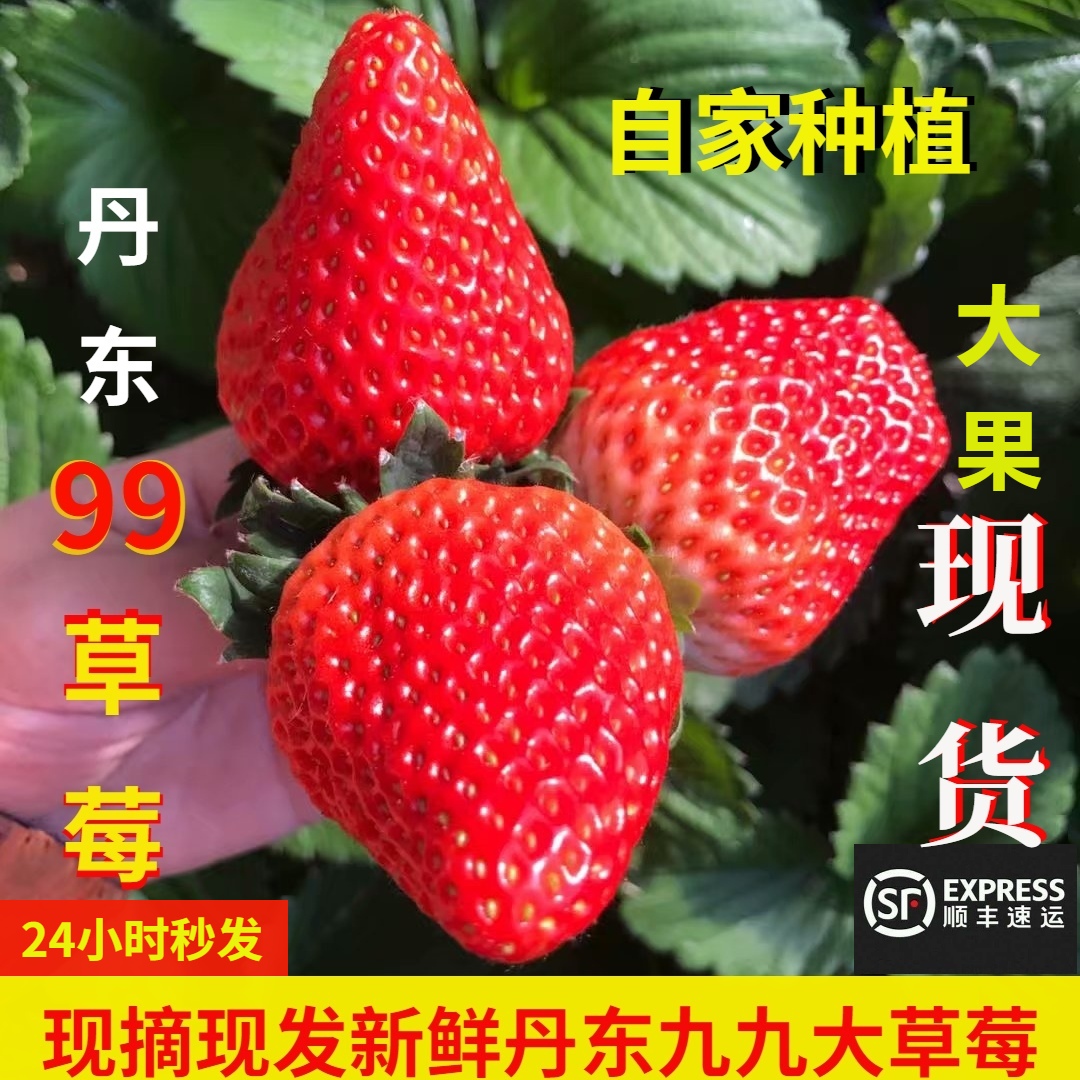丹东99草莓新鲜丹东九九草莓丹东久久草莓东港草莓红颜奶油大草莓