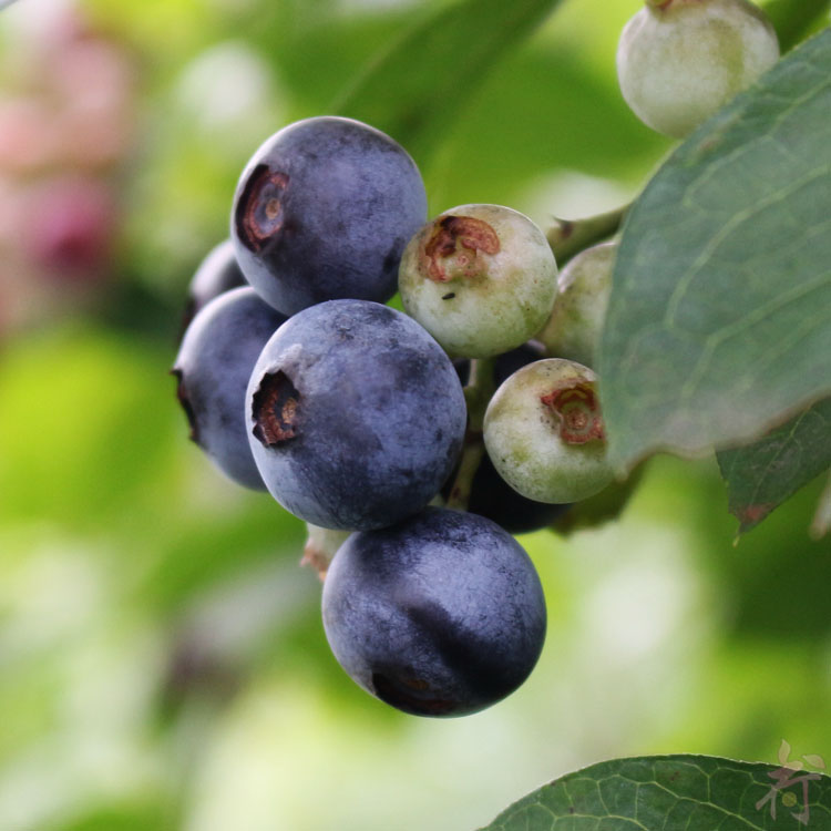 麻江蓝莓8盒2斤装贵州高山生态当季初荷农庄果园现摘直销新鲜水果