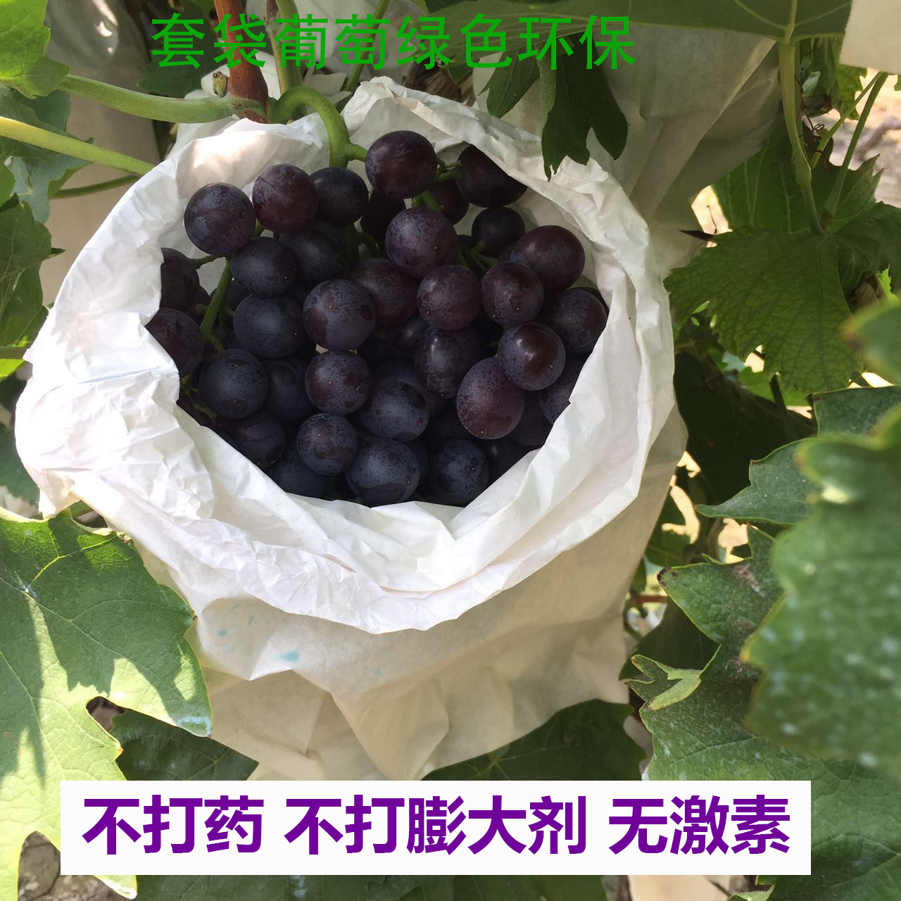 天津汉沽茶淀玫瑰香葡萄新鲜水果孕妇保鲜储藏茶淀果园直发四斤