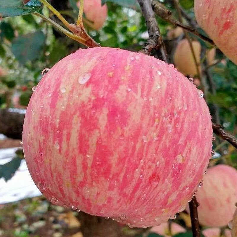 新鲜现摘浆水苹果河北邢台红富士农家当季水果5斤10整箱脆甜苹果