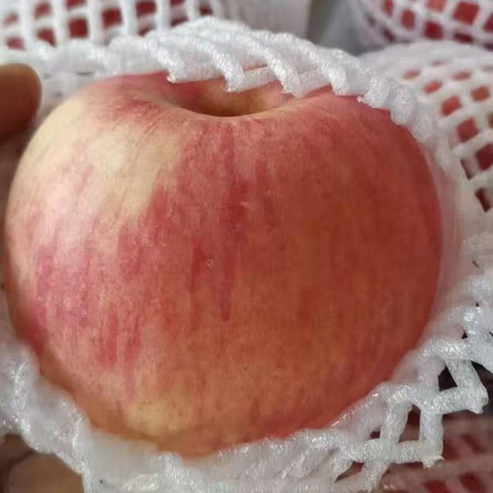 烟台海阳苹果--75果5斤装约16个28.8元顺丰包邮